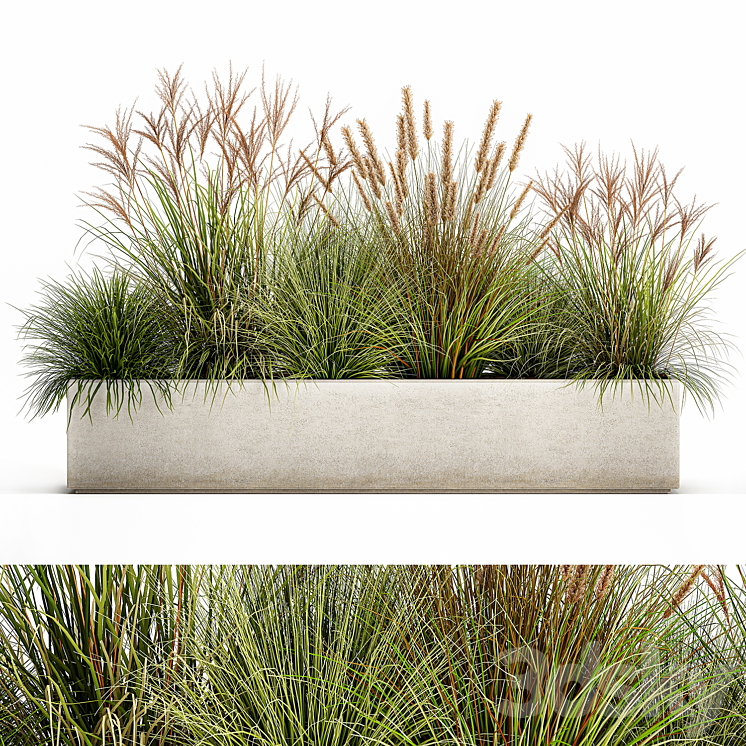 Collection of plants in a pot Pampas grass reeds flowerbed landscaping bushes. Set 1074. 3DS Max - thumbnail 1
