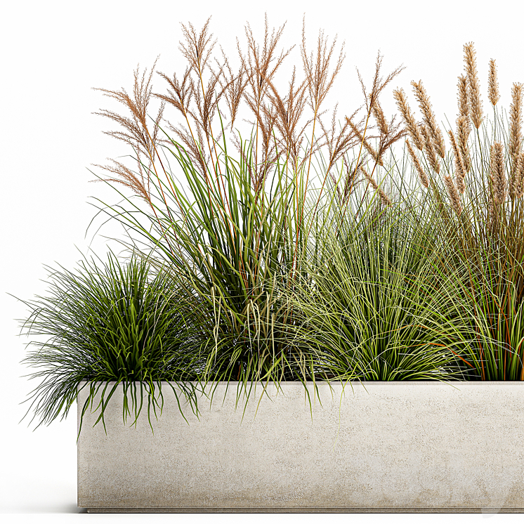 Collection of plants in a pot Pampas grass reeds flowerbed landscaping bushes. Set 1074. 3DS Max - thumbnail 2