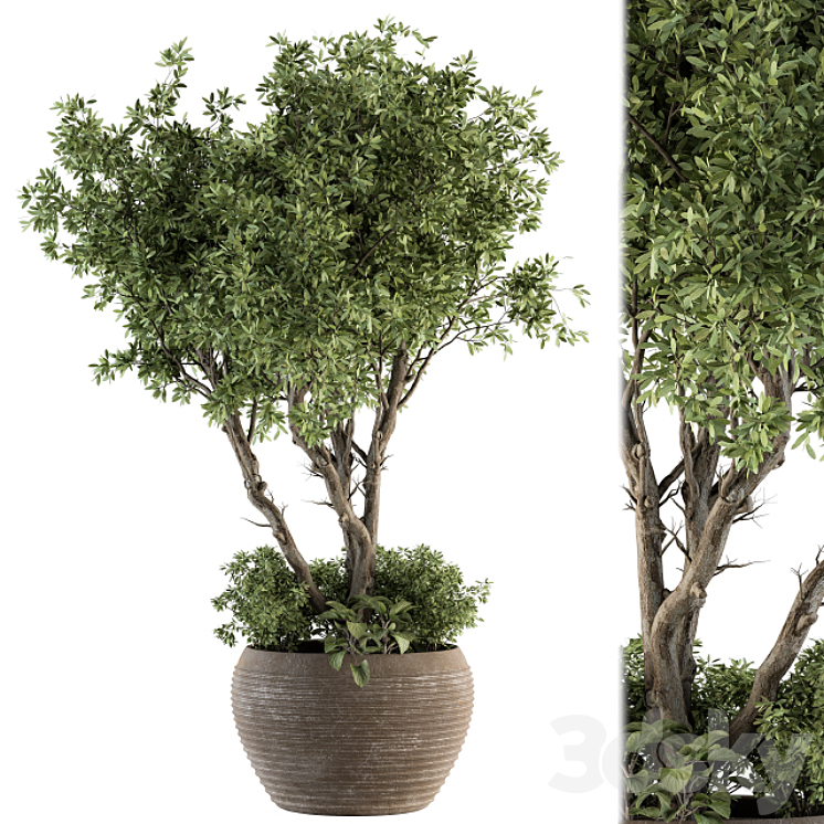 Outdoor Plant Set 327 – Plant Set in Big Pot 3DS Max Model - thumbnail 1