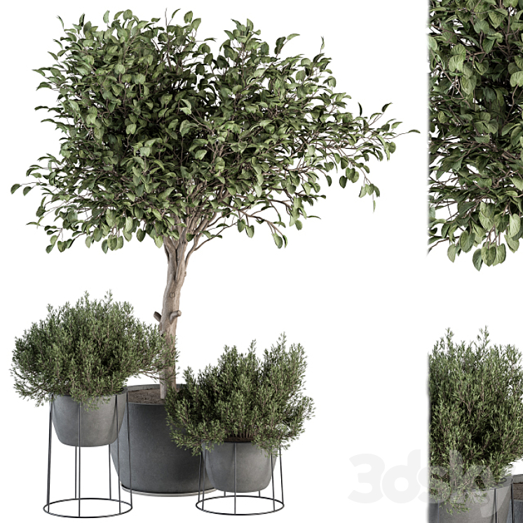 Outdoor Plant Set 323- Plant and Tree Set 3DS Max Model - thumbnail 1