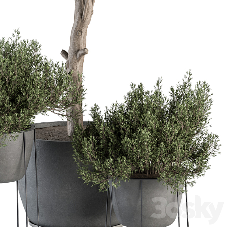 Outdoor Plant Set 323- Plant and Tree Set 3DS Max Model - thumbnail 2