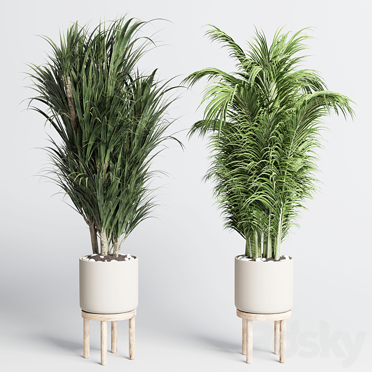 collection indoor plant 155 pot palm ravenala ficus rubbery-lyrata wooden vase 3D Model Free