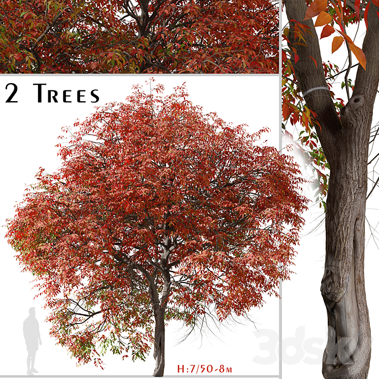 Set of Chinese pistache Tree (Pistacia chinensis) (2 Trees) 3DS Max Model - thumbnail 1