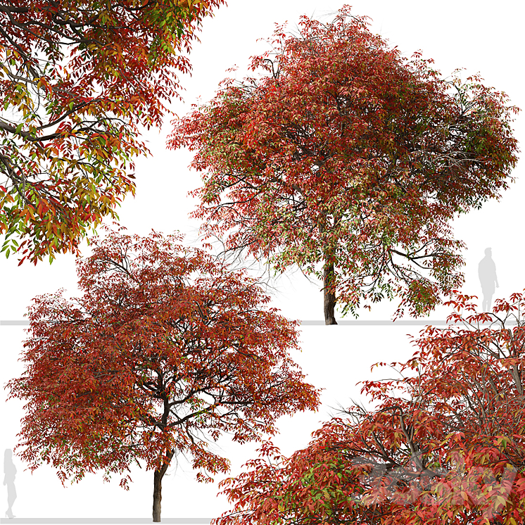 Set of Chinese pistache Tree (Pistacia chinensis) (2 Trees) 3DS Max Model - thumbnail 2