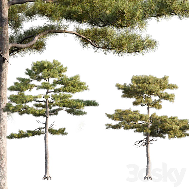 Pinus tabuliformis # 2 3DS Max Model - thumbnail 1