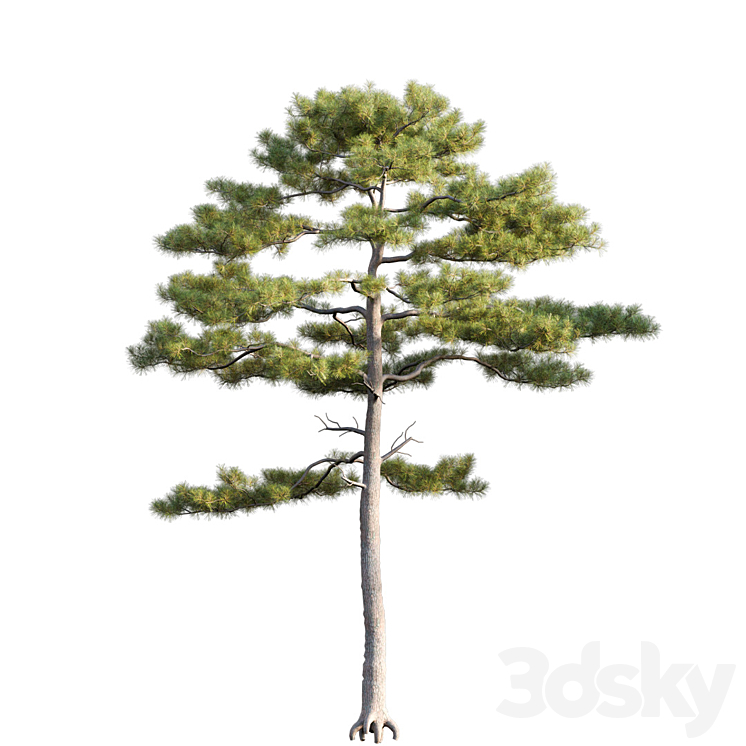 Pinus tabuliformis # 2 3DS Max Model - thumbnail 2