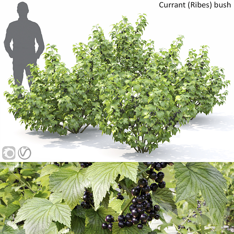 Currant bush 3D Model