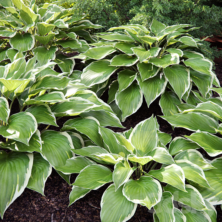 Hosta 3D Model