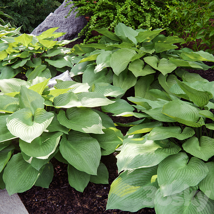 Hosta # 2 3D Model