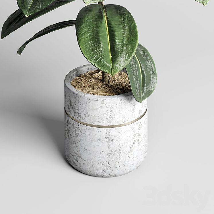 indoor plant 159 pot plant ficus rubbery concrete dirt vase 3DS Max - thumbnail 2