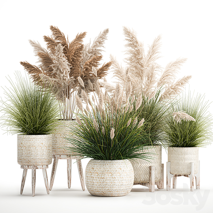 Collection of plants in white baskets and pots with Pampas grass rattan dried flower. Set of 1080 3DS Max Model - thumbnail 1