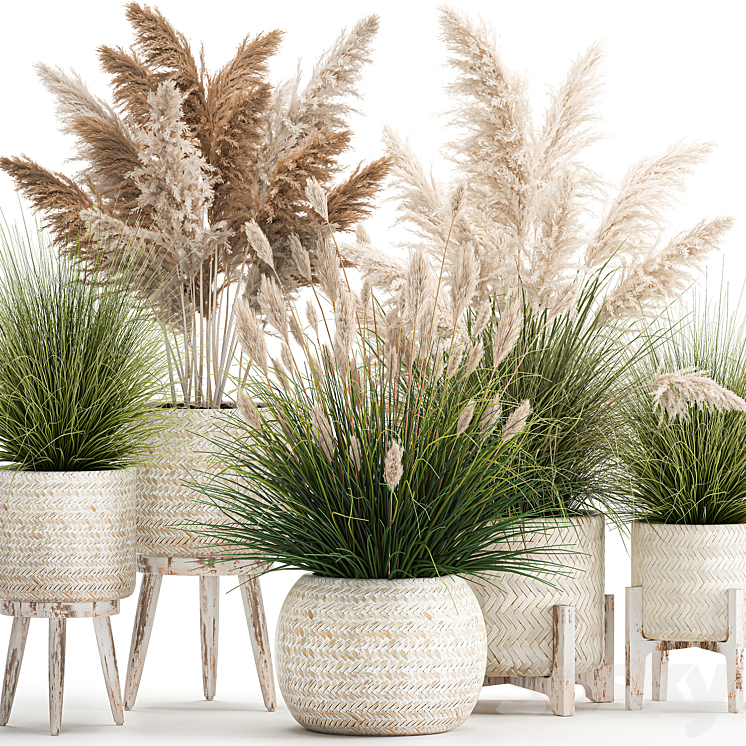 Collection of plants in white baskets and pots with Pampas grass rattan dried flower. Set of 1080 3DS Max Model - thumbnail 2