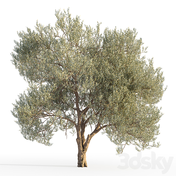 Olive tree 5 Free Download