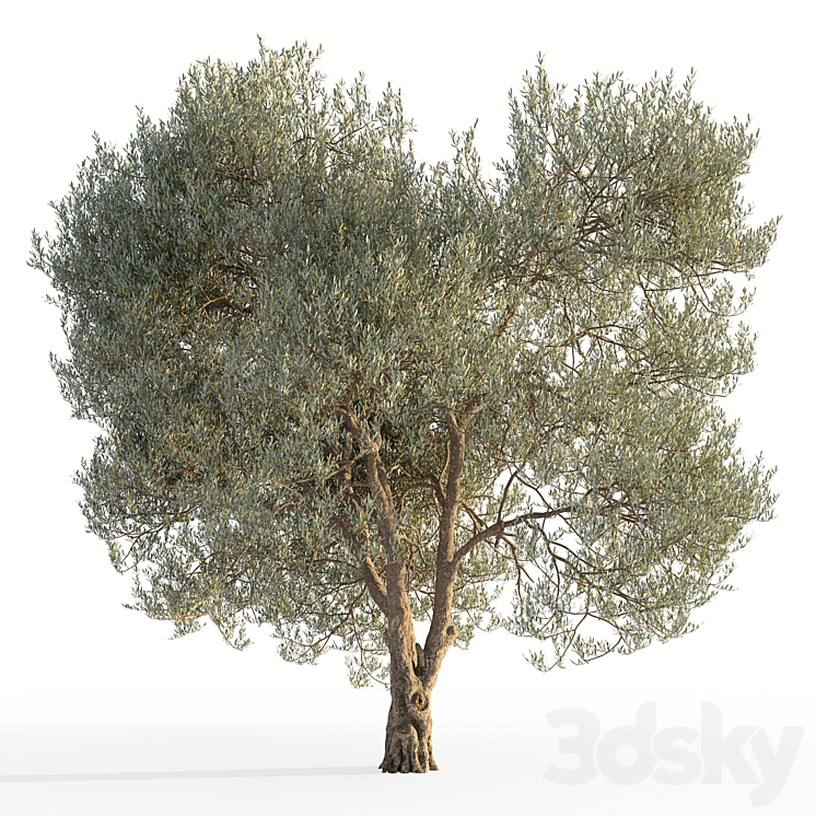Olive tree 5 3D Model Free