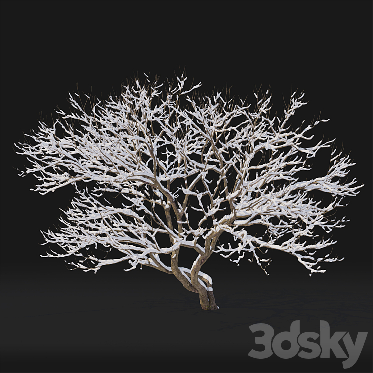 Syringa Vulgaris  Winter tree 3D Model