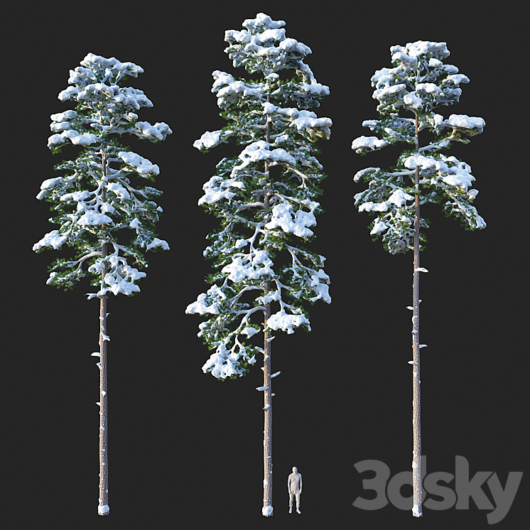 Pine. Set 02. Snow version 3DS Max - thumbnail 2