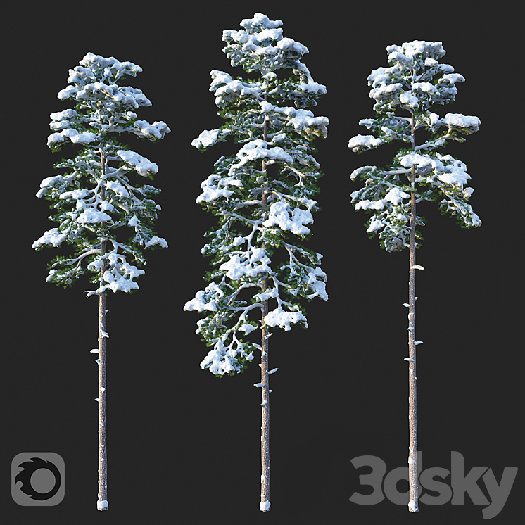 Pine. Set 02. Snow version 3DS Max - thumbnail 1