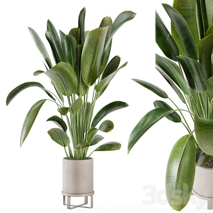 Indoor Plants in Ferm Living Bau Pot Large – Set 378 3DS Max Model - thumbnail 1