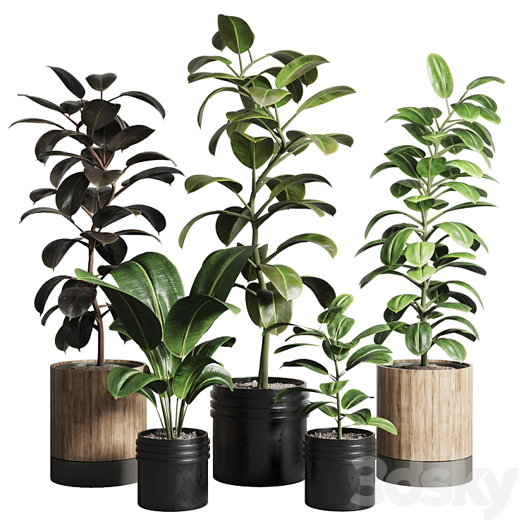Ficus – Ficus rubbery plant 165_dirty wooden and plastic pots 3DS Max - thumbnail 1