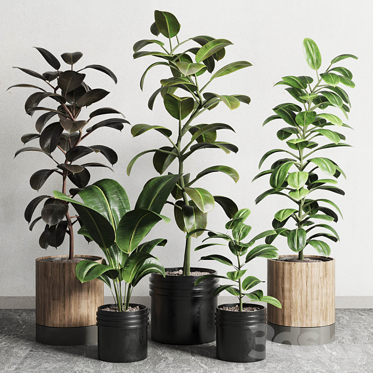 Ficus – Ficus rubbery plant 165_dirty wooden and plastic pots 3DS Max - thumbnail 2