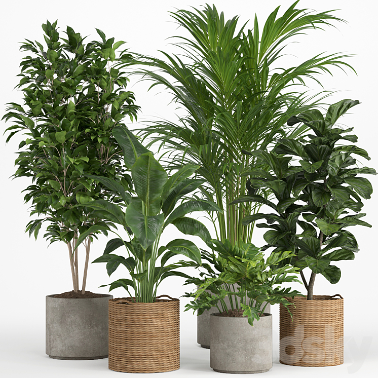 indoor plant set 014 3DS Max Model - thumbnail 1