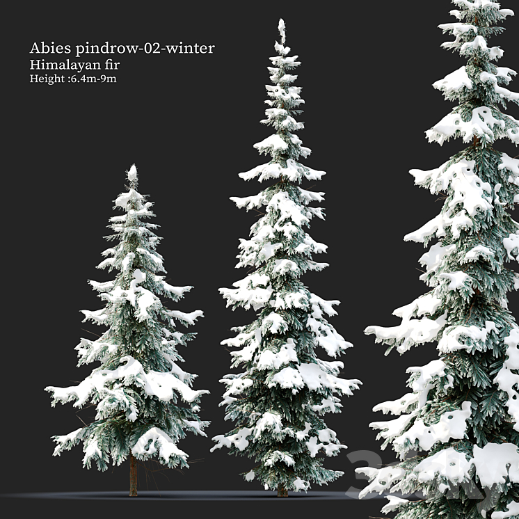 Abies pindrow-winter-02 3DS Max - thumbnail 1