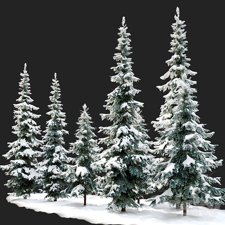 Abies pindrow-winter-02 3DS Max - thumbnail 2