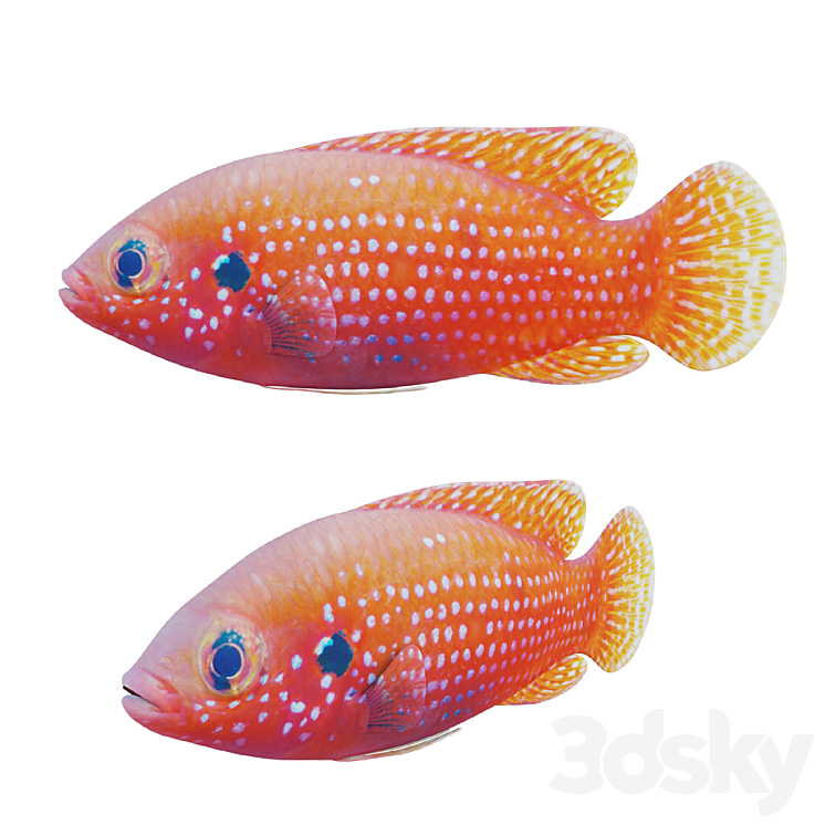 African jewel fish 3D Model
