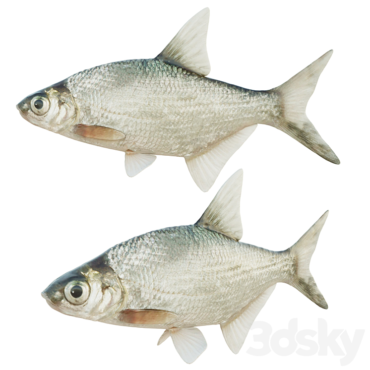 Abramis brama fish 3D Model