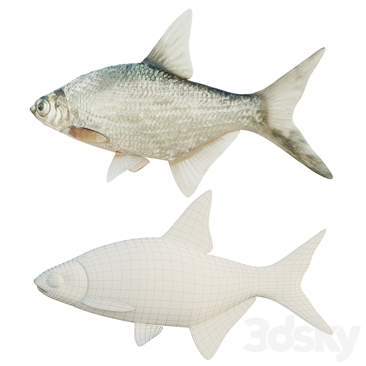Abramis brama fish 3D Model