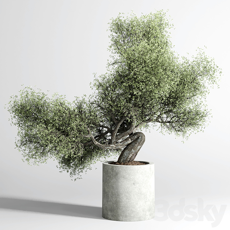 Bonsai Tree pots and shrubs 76 concrete dirt vase for plant outdoor 3DS Max - thumbnail 1