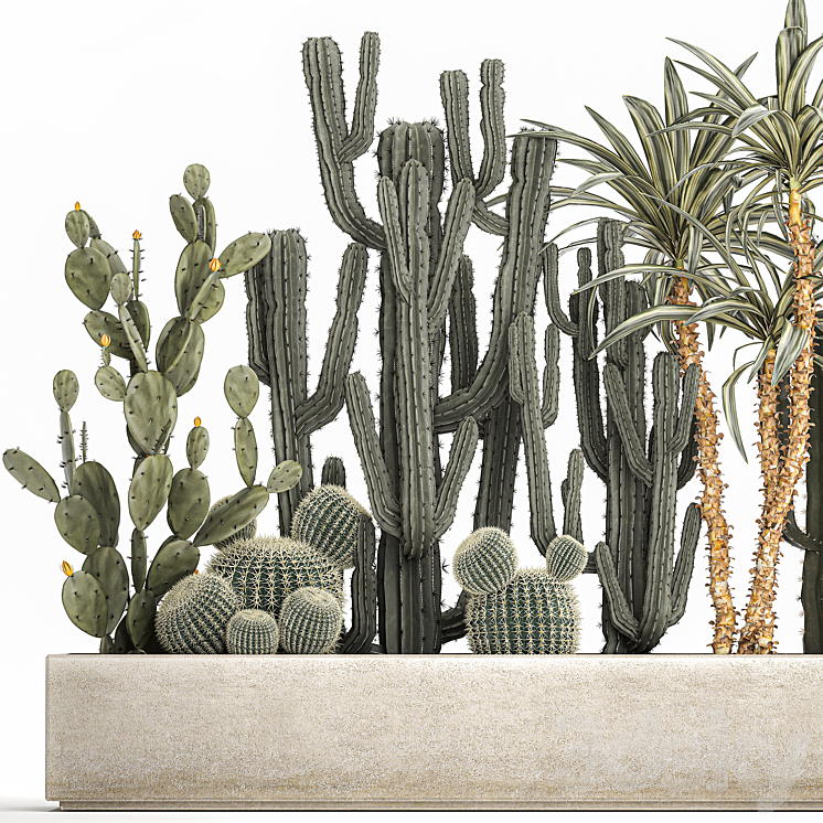 Collection of desert plants in a vase of cacti prickly pear Dracaena carnegie echinocactus garden. Set 1096. 3D Model