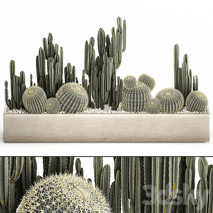Collection of desert plants in a vase of cacti cereus and echinocactus barrel cactus. Set 1097. 3DS Max Model - thumbnail 1
