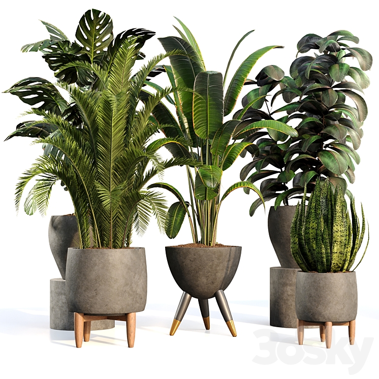 bamboo-Censoria-Indoor plant set 01 3DS Max - thumbnail 1