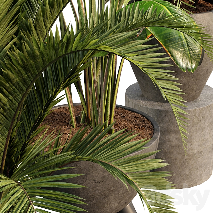bamboo-Censoria-Indoor plant set 01 3DS Max - thumbnail 2