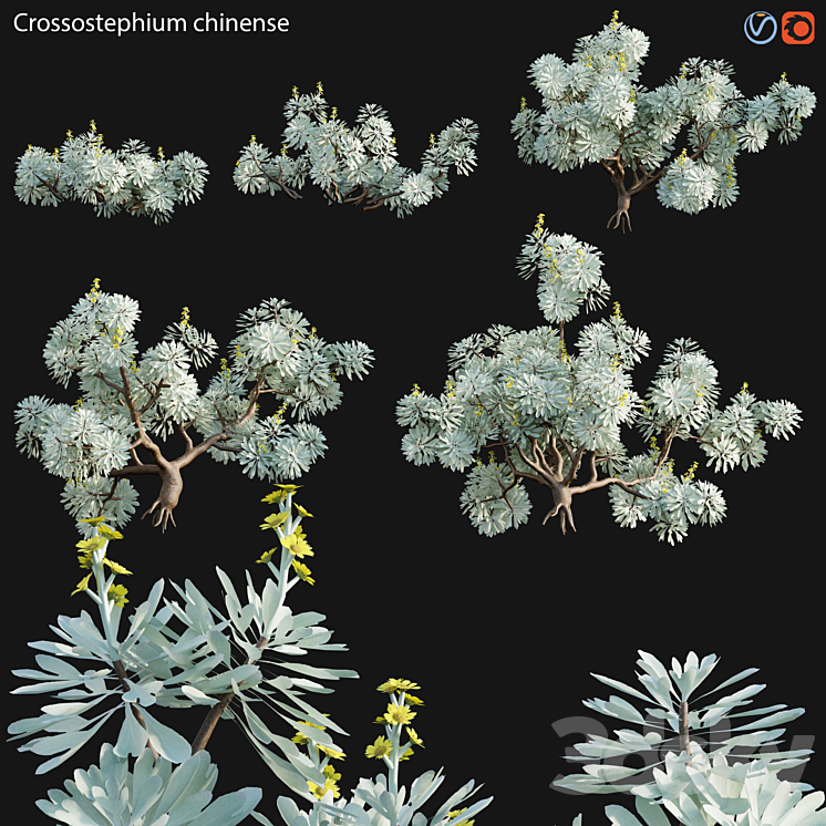 Crossostephium chinense – graphalium spp 3D Model