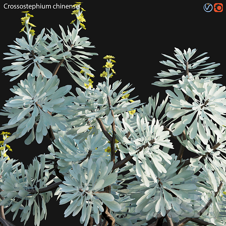 Crossostephium chinense – graphalium spp 3DS Max Model - thumbnail 2