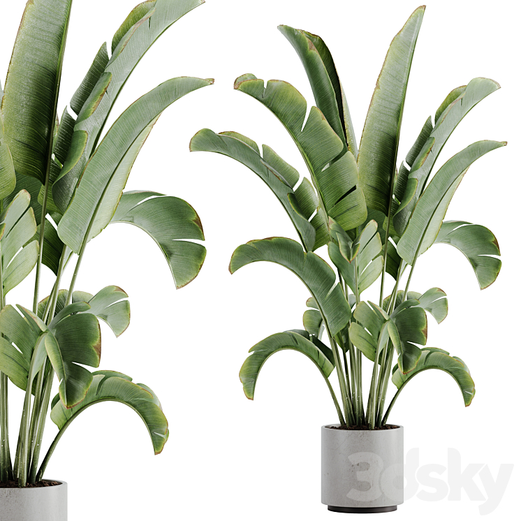 indoor plant Set 15 Free Download
