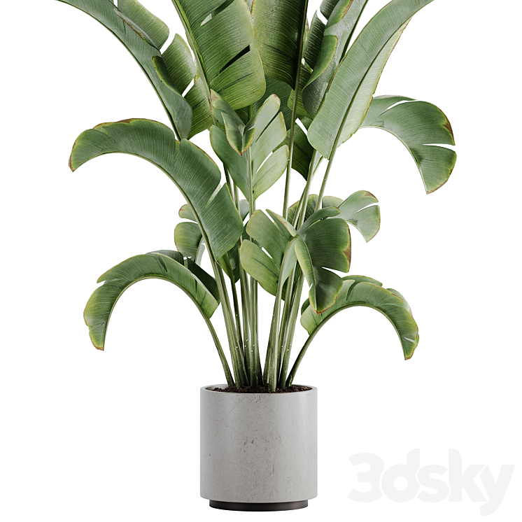 indoor plant Set 15 3D Model Free
