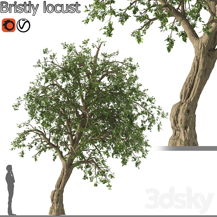 Bristly locust tree (1 Tree) 3DS Max Model - thumbnail 1