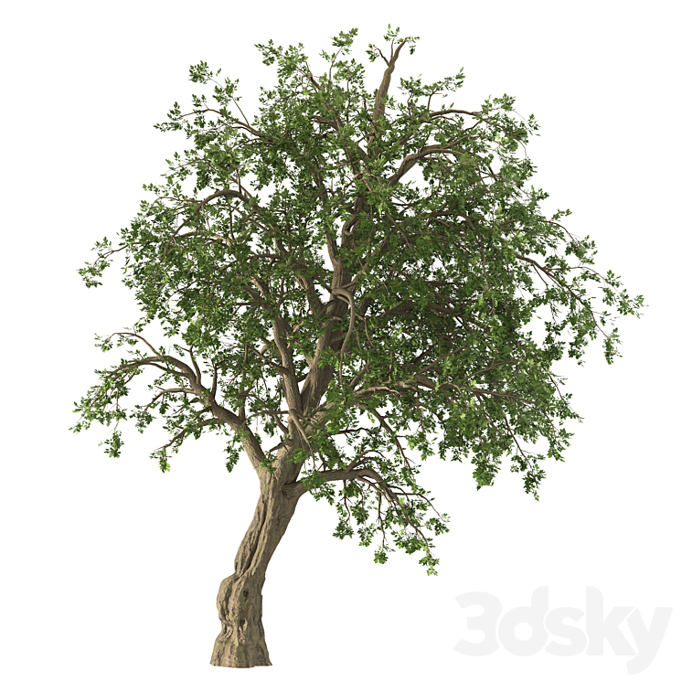 Bristly locust tree (1 Tree) 3DS Max - thumbnail 2