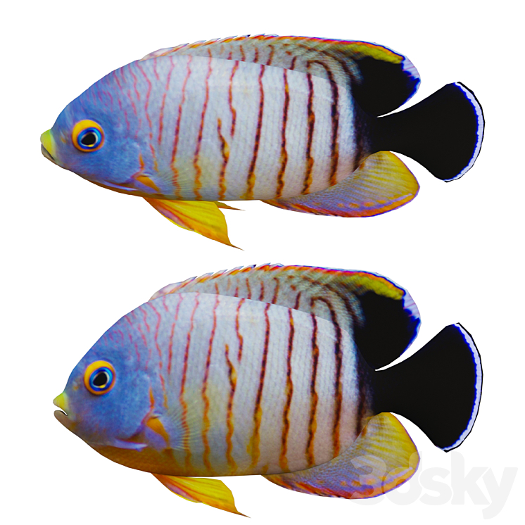 marine fish 3D Model