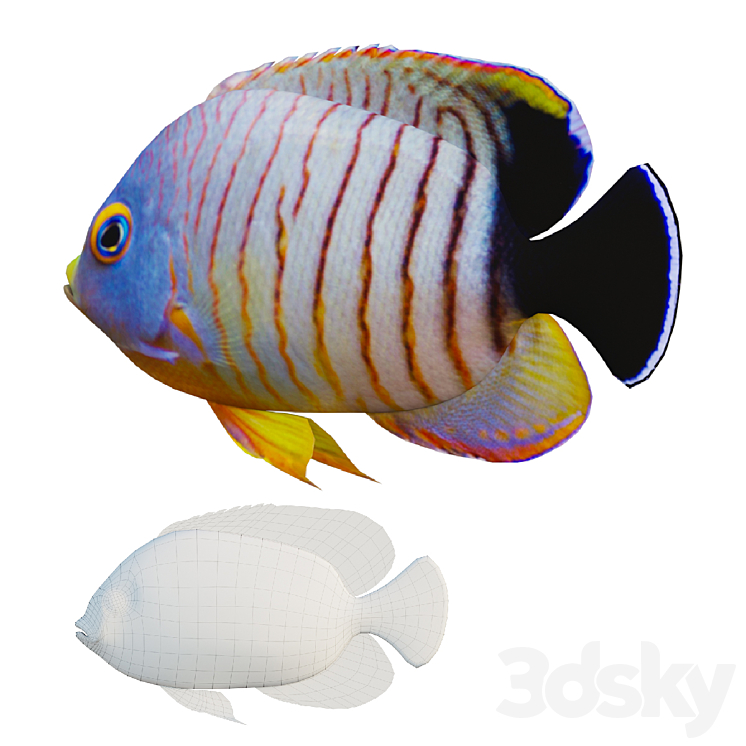 marine fish 3D Model Free