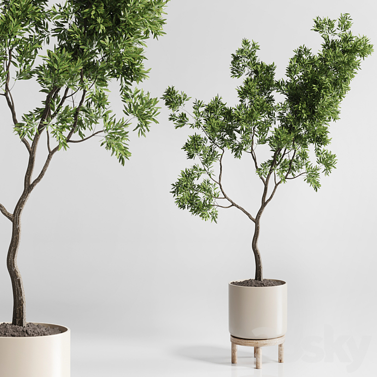 Indoor plant 176 wooden vase plant tree pot 3DS Max Model - thumbnail 1