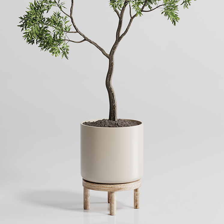 Indoor plant 176 wooden vase plant tree pot 3DS Max Model - thumbnail 2