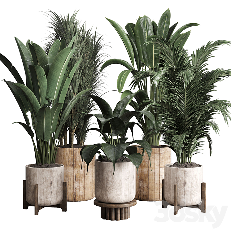 Collection indoor plant 174 pot plant ficus rubbery palm ravenala wooden vase 3DS Max - thumbnail 1