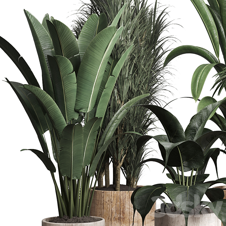 Collection indoor plant 174 pot plant ficus rubbery palm ravenala wooden vase 3DS Max - thumbnail 2