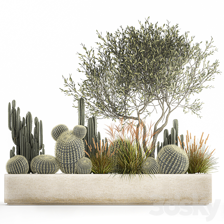 Plants from cacti reeds wood Olive olive Cereus. 1105. 3DS Max - thumbnail 1