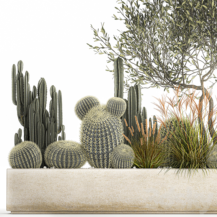 Plants from cacti reeds wood Olive olive Cereus. 1105. 3DS Max - thumbnail 2