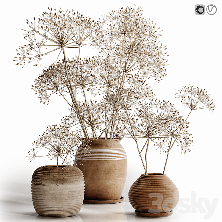 heracleum plant set Free Download
